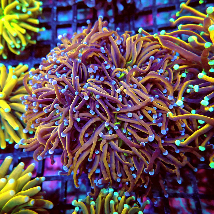 Gold Green Center Blue Pink Tips Torch (Triple Head)