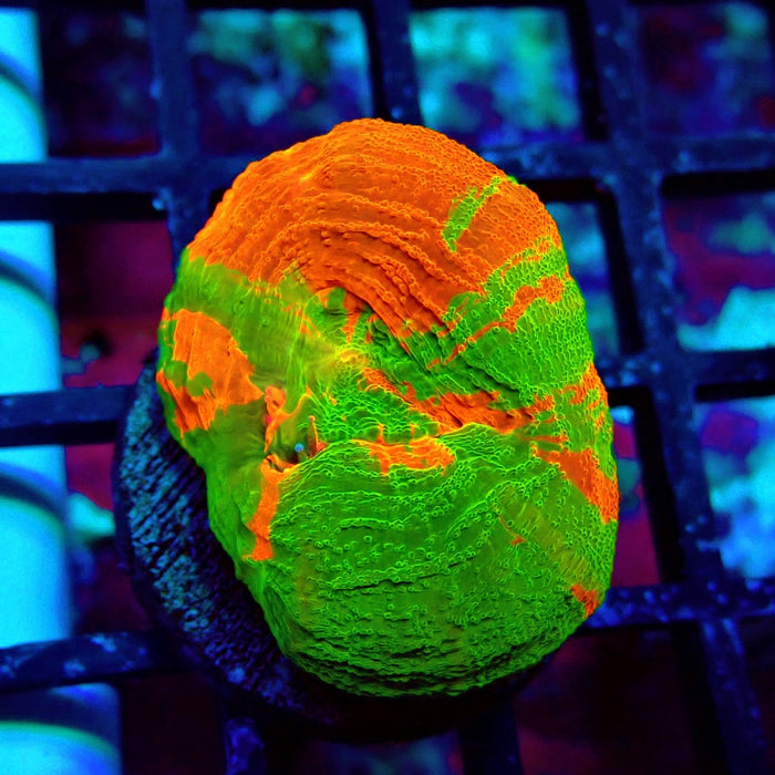 Scolymia Bleeding Apple Premium Coral