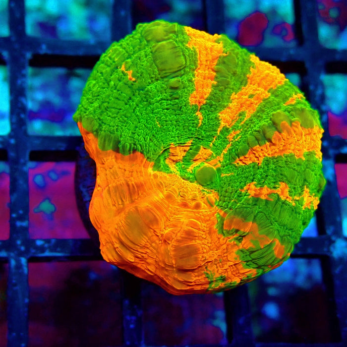 Scolymia Bleeding Apple Premium Coral