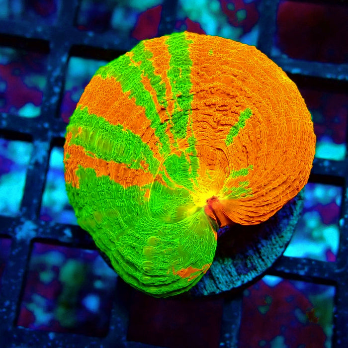 Scolymia Bleeding Apple Premium Coral