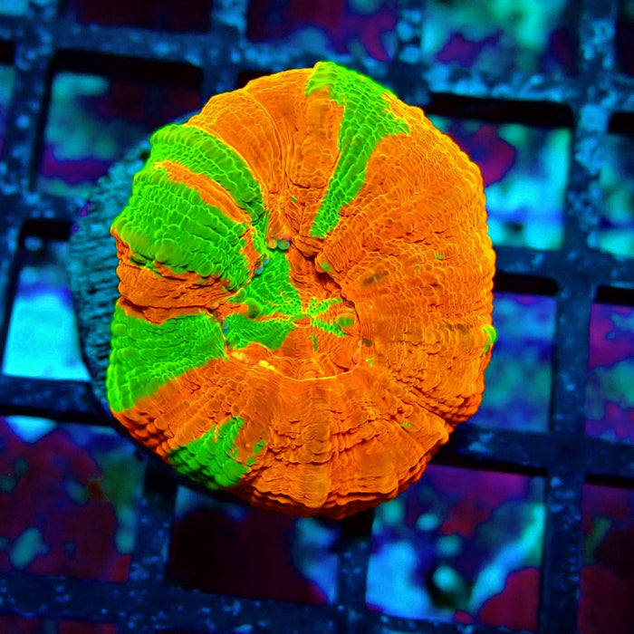 Scolymia Bleeding Apple Premium Coral