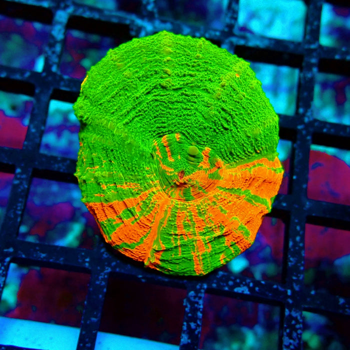 Scolymia Bleeding Apple Premium Coral