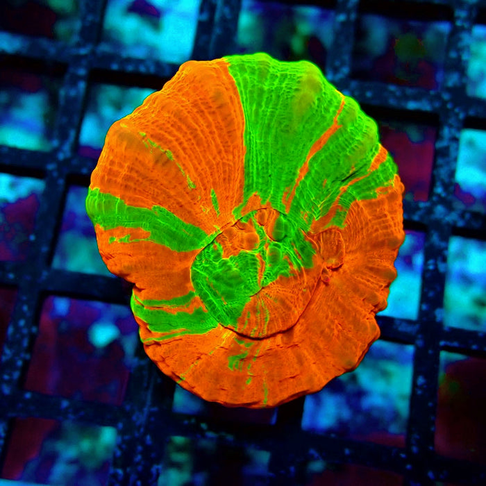 Scolymia Bleeding Apple Premium Coral
