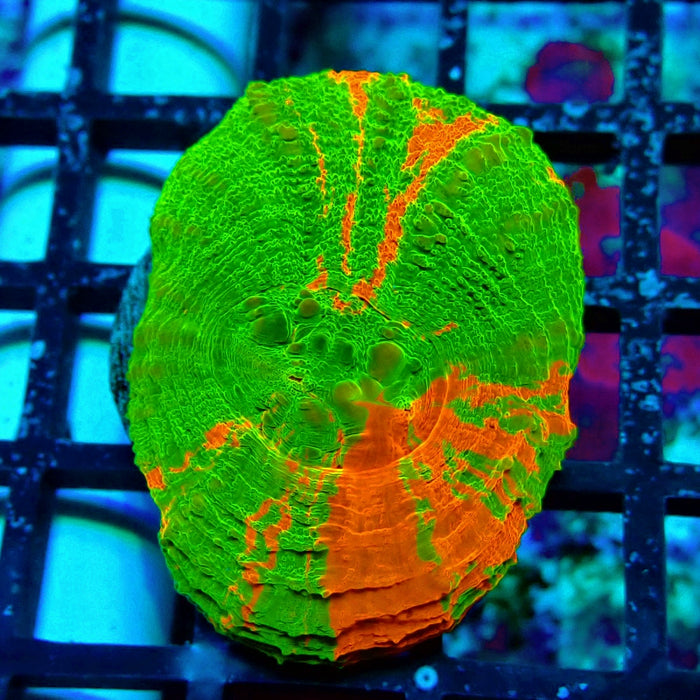 Scolymia Bleeding Apple Premium Coral