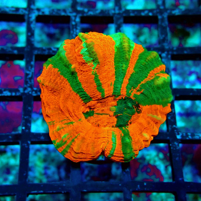 Scolymia Bleeding Apple Premium Coral