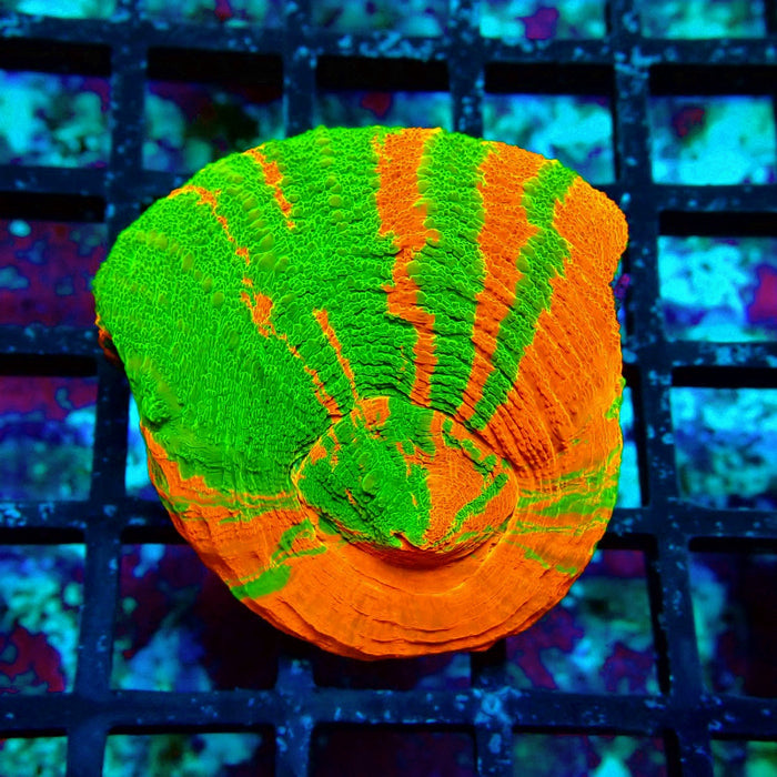Scolymia Bleeding Apple Premium Coral