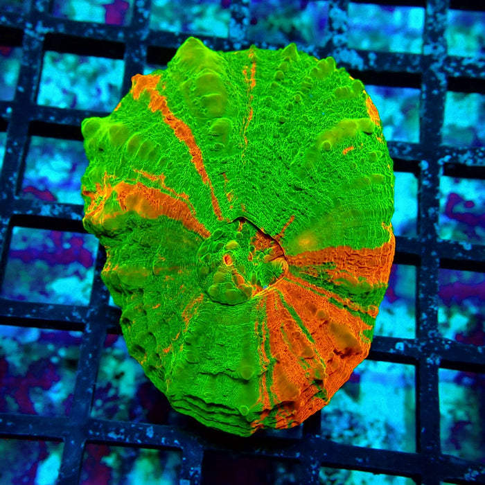 Scolymia Bleeding Apple Premium Coral