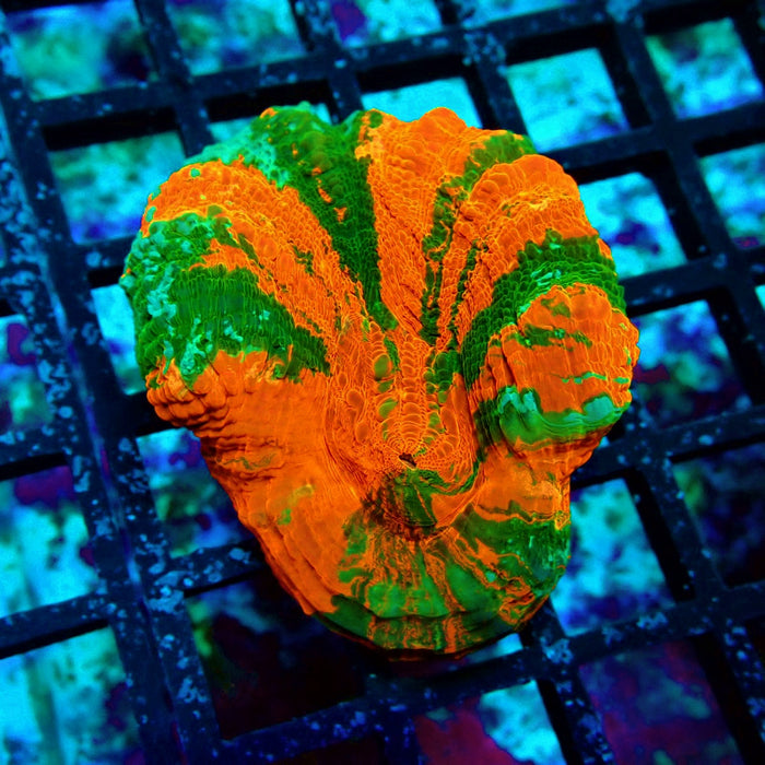 Scolymia Bleeding Apple Premium Coral