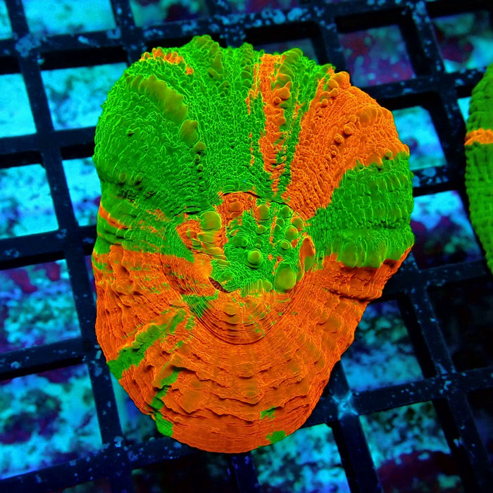 Scolymia Bleeding Apple Premium Coral