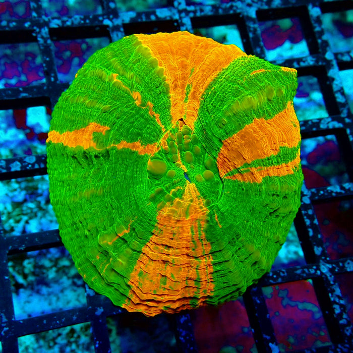 Scolymia Bleeding Apple Premium Coral
