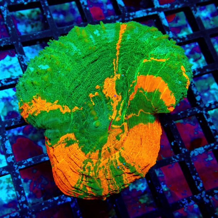 Scolymia Bleeding Apple Premium Coral