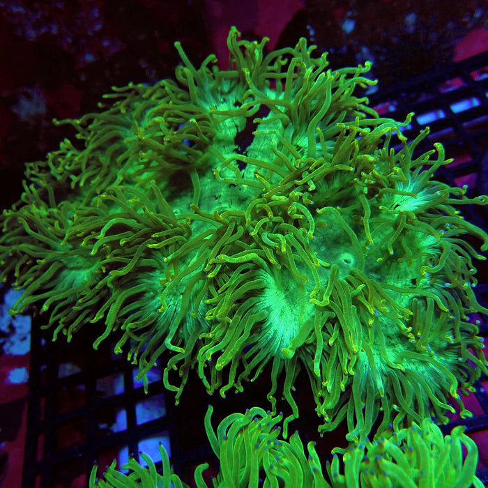 Catalaphyllia Coral
