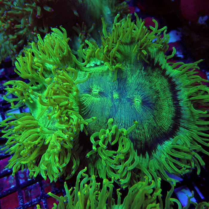 Catalaphyllia Coral