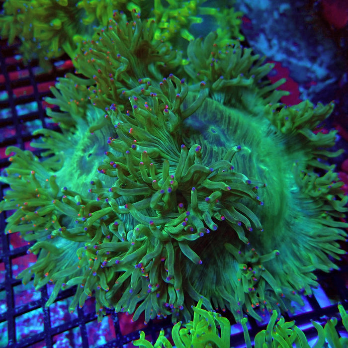 Catalaphyllia Coral