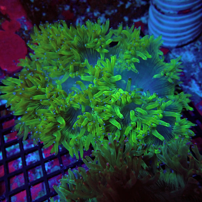 Catalaphyllia Coral