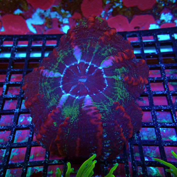 Indophyllia Premium