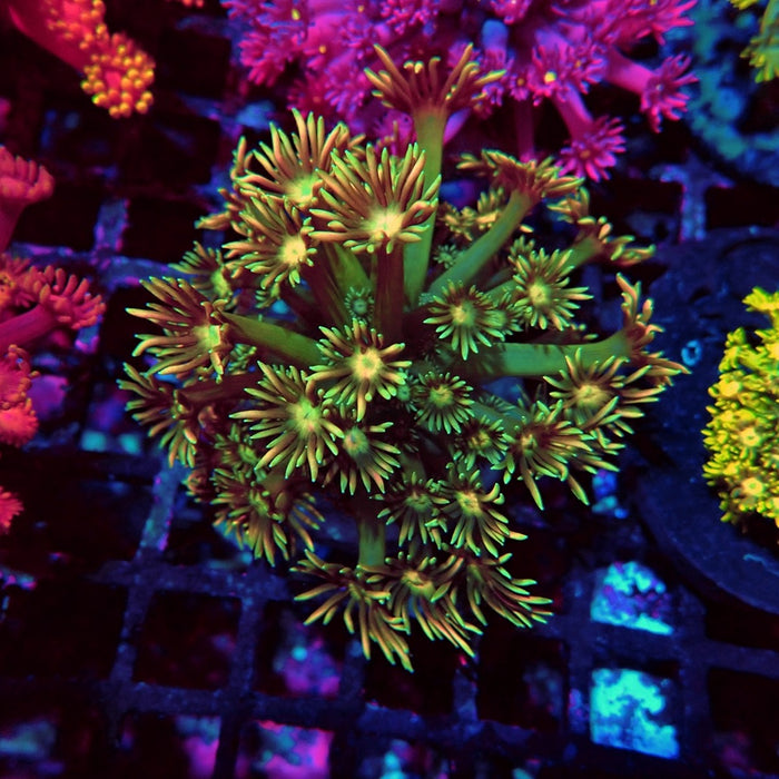 Colorful Green Goniopora Colony