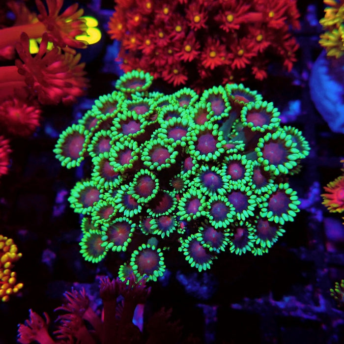 Colorful Green Goniopora Colony