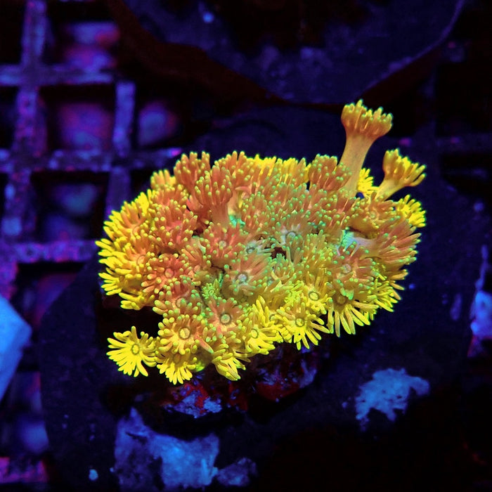 Rainbow Goniopora Colony