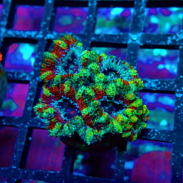 Acan Lord Super Ultra Frag