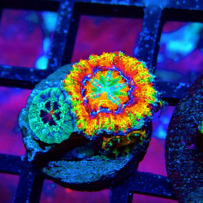 Acan lord Captive Spawn Baby Rainbow