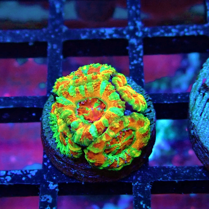 Acan lord Captive Spawn Baby Rainbow