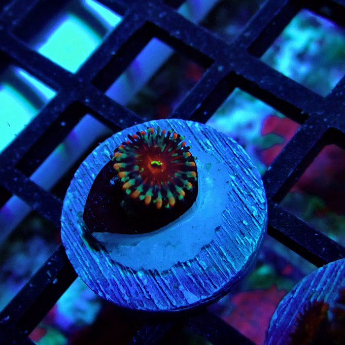 Ultra Zoas Frag