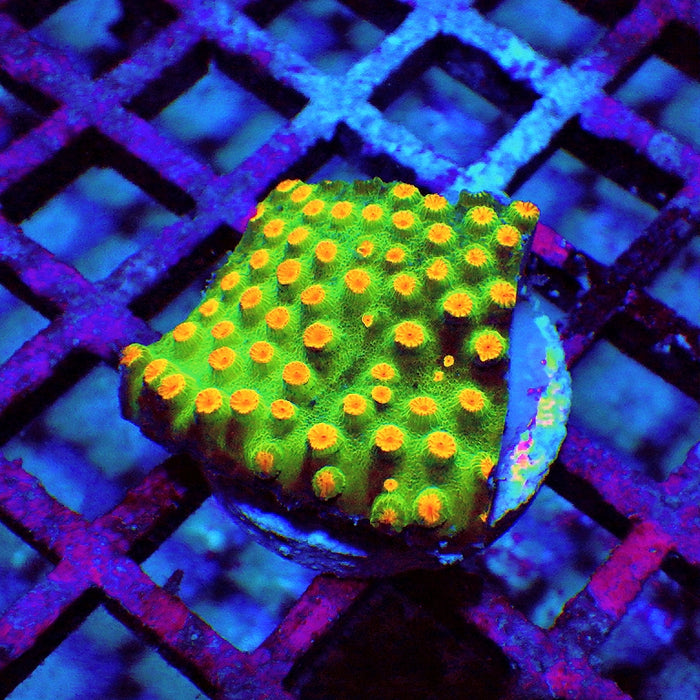 Cyphastrea Frag