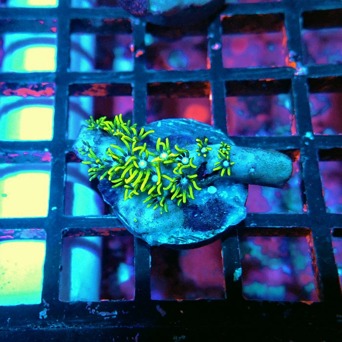 Green Star Polyp Coral