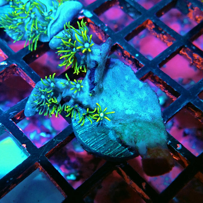 Green Star Polyp Coral
