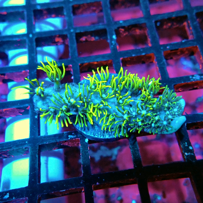 Green Star Polyp Coral