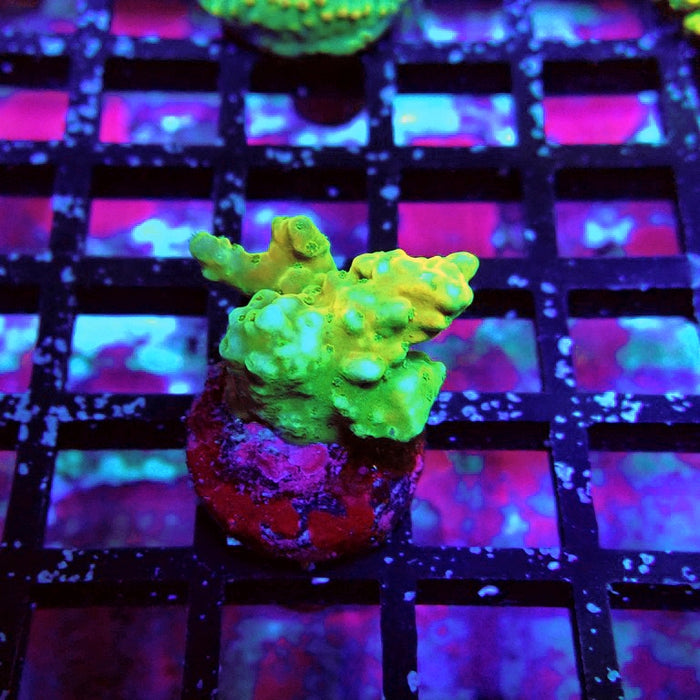 Acro Frag Aquaculture