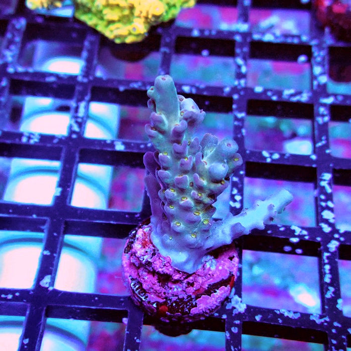 Pink Microclados Acro