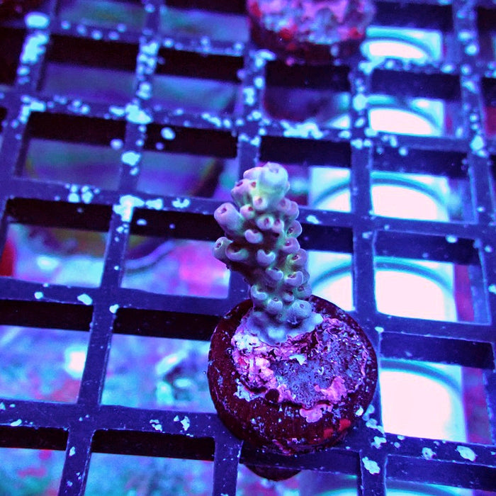 Pink Microclados Acro