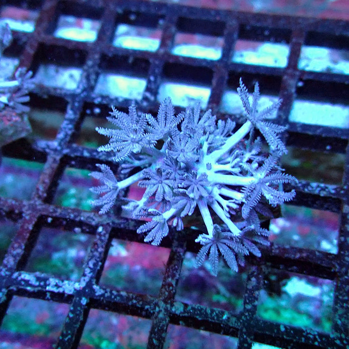 Xenia Pulsing