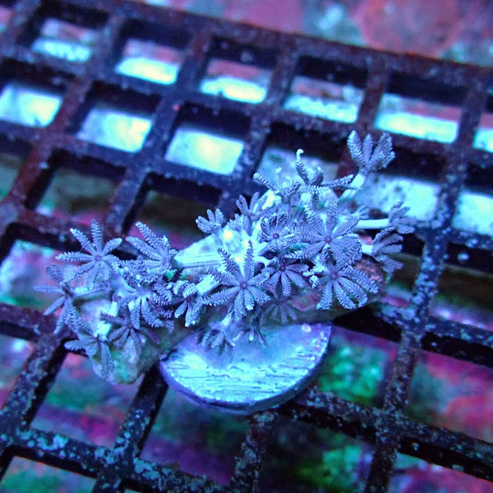 Xenia Pulsing