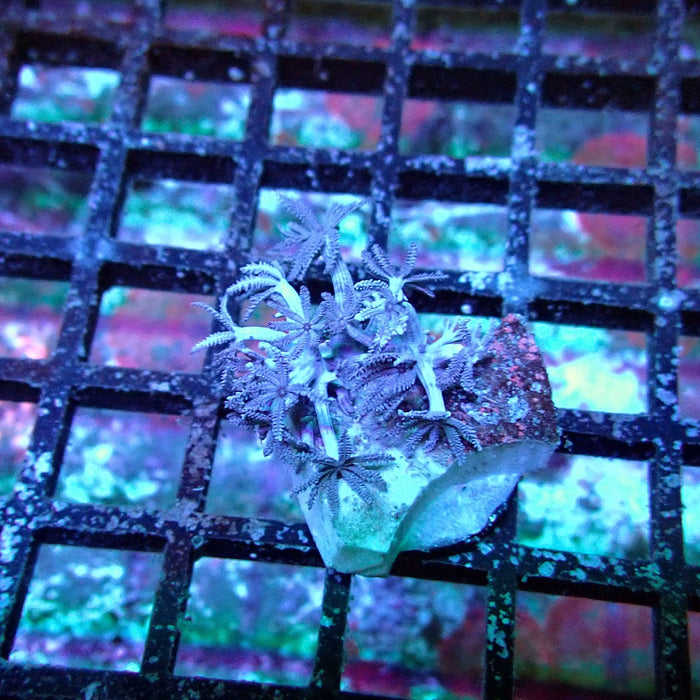 Xenia Pulsing
