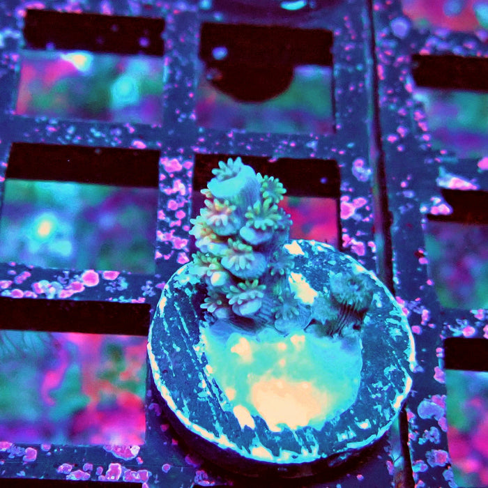 Green Pink Polyp Tenuis Acro