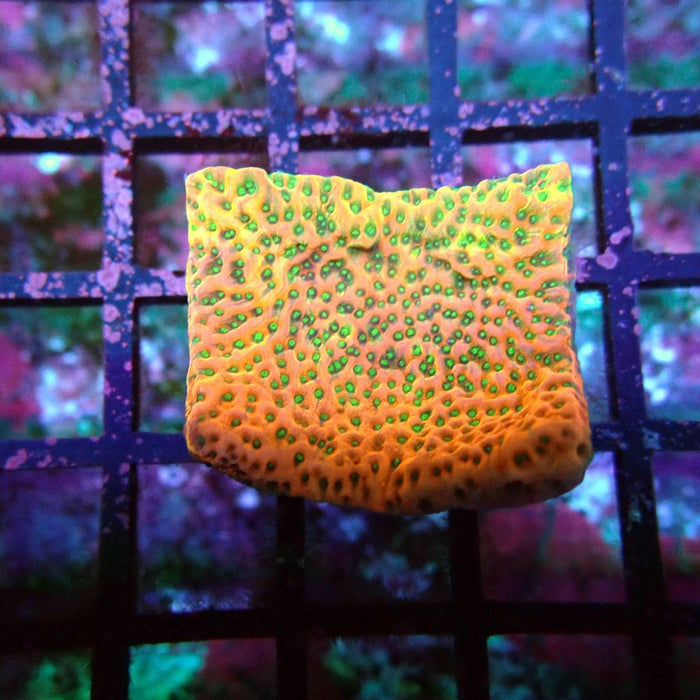 REx Rainbow Montipora