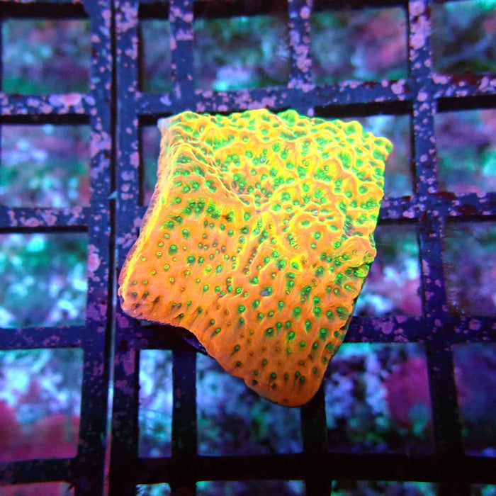 REx Rainbow Montipora