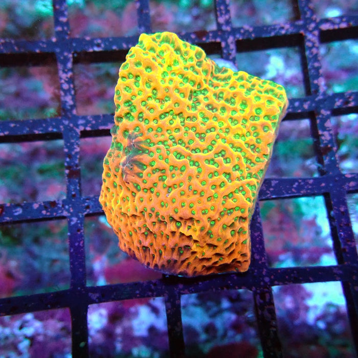 REx Rainbow Montipora