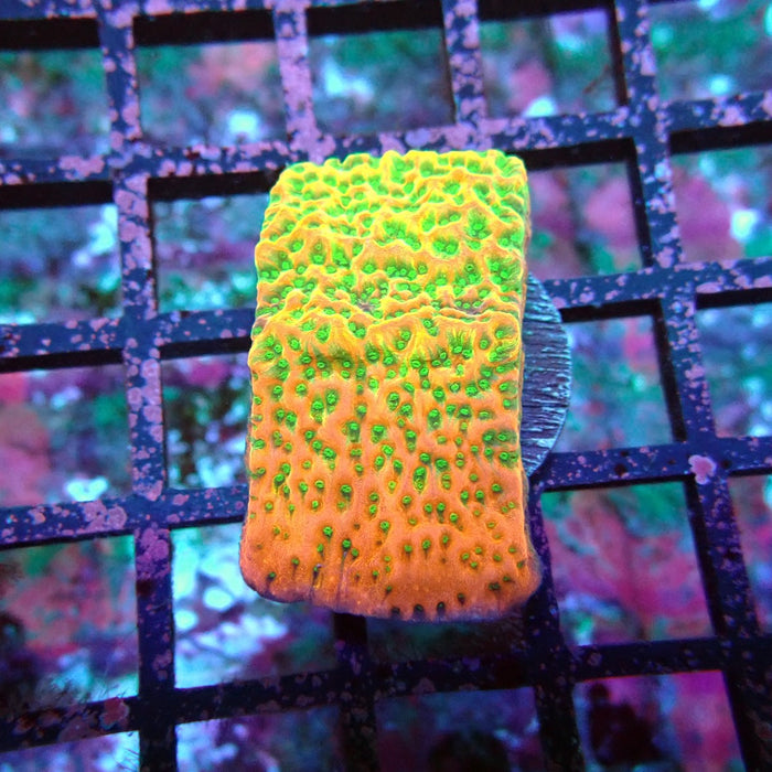 REx Rainbow Montipora