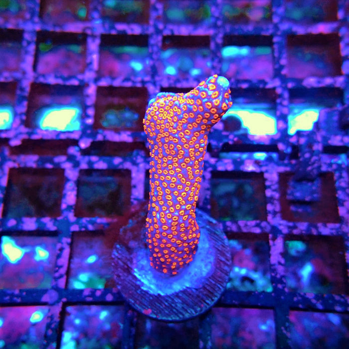 Montipora bulgum