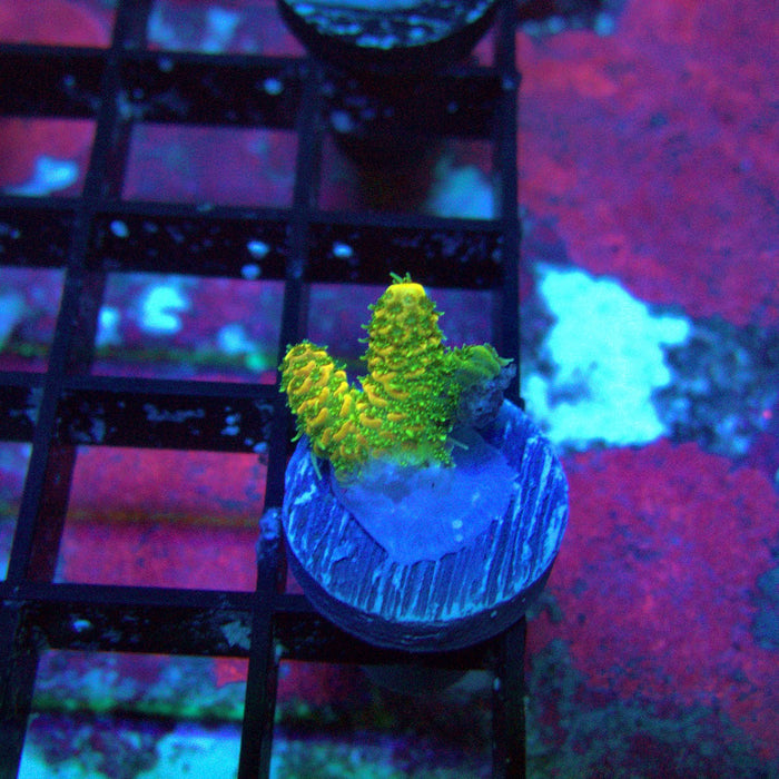 Sunset Millepora
