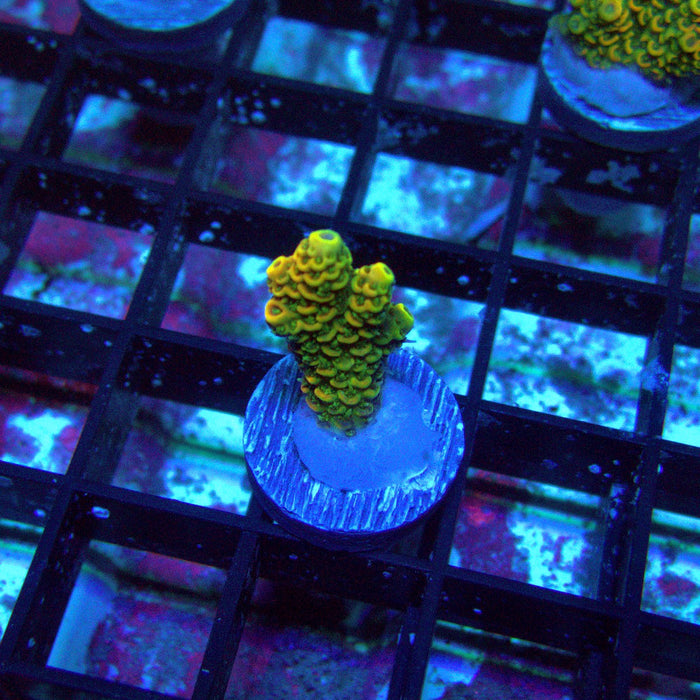 Sunset Millepora