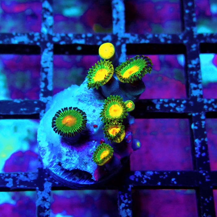 Ultra Zoas Frag