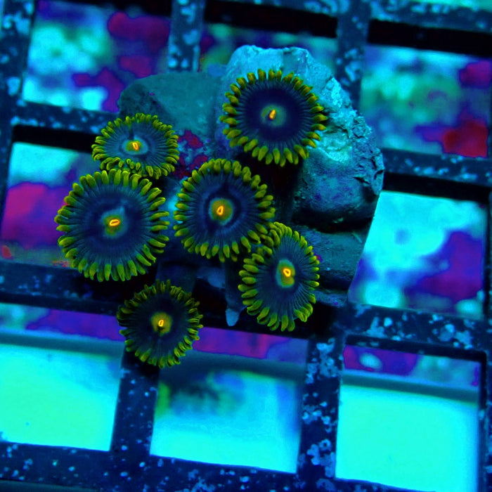 Ultra Zoas Frag