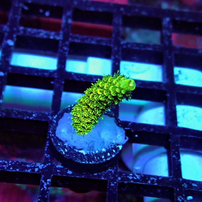 Sunset Millepora Acro