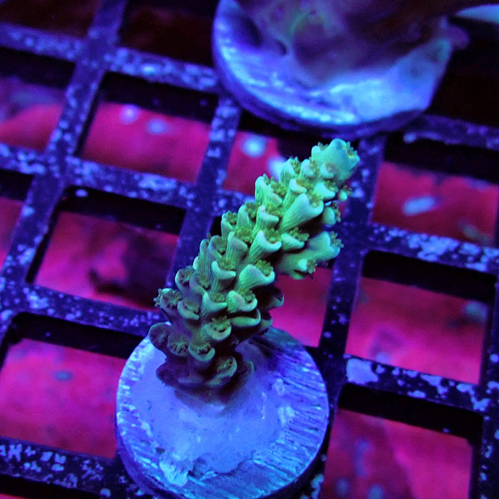 Tricolor Tenuis Acro