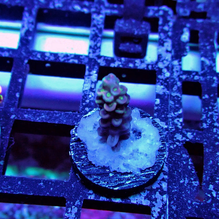 Blue Pink Scale Tenuis Acro